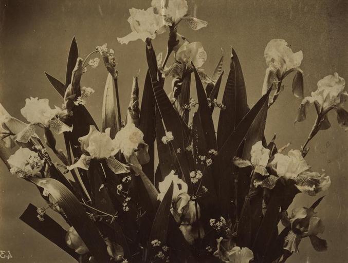 Bouquet d'Iris ; Fleurs photographiées (de la série)