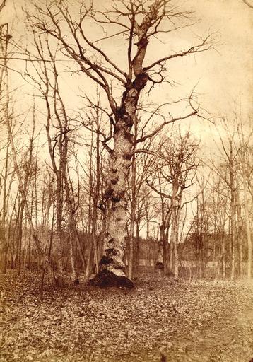 Etude d'arbre en hiver