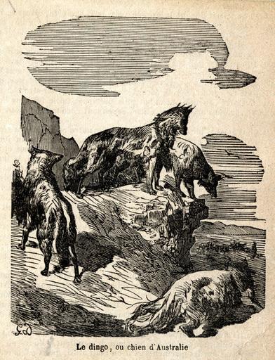 'Le dingo, ou chien d'Australie', p. 24