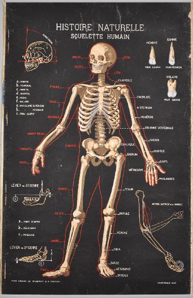 Histoire naturelle / squelette humain (titre inscrit)