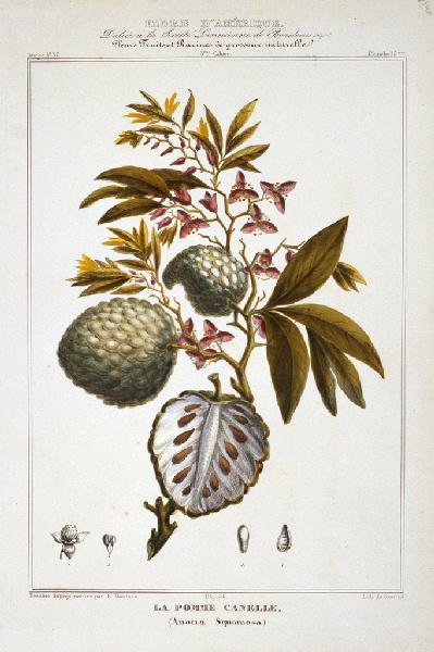 La Pomme Cannelle