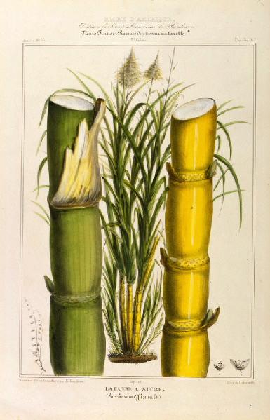 La Canne à sucre