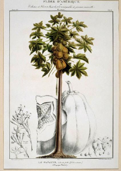 Le Papayer, individu fertile (1/16.e de sa hauteur)