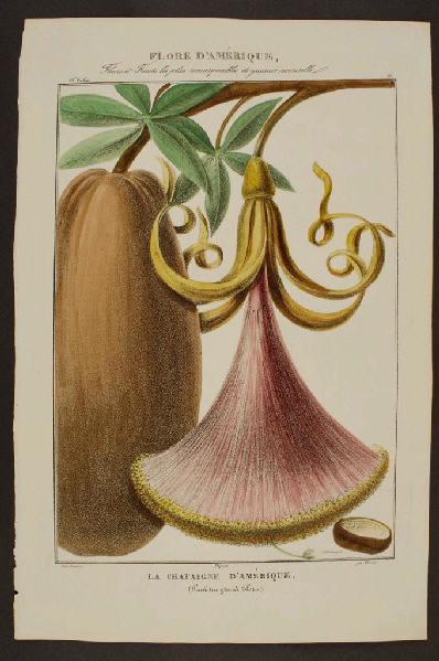 La Châtaigne d'Amérique