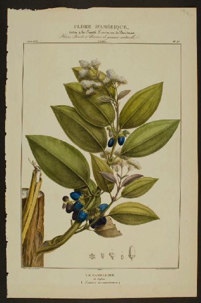 Le Canellier de Ceylan