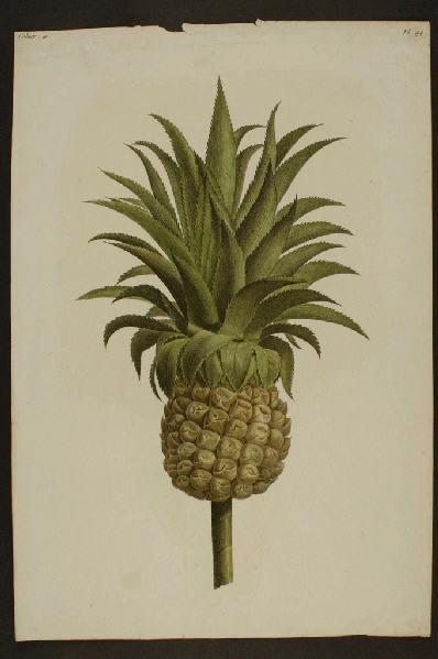 L'Ananas