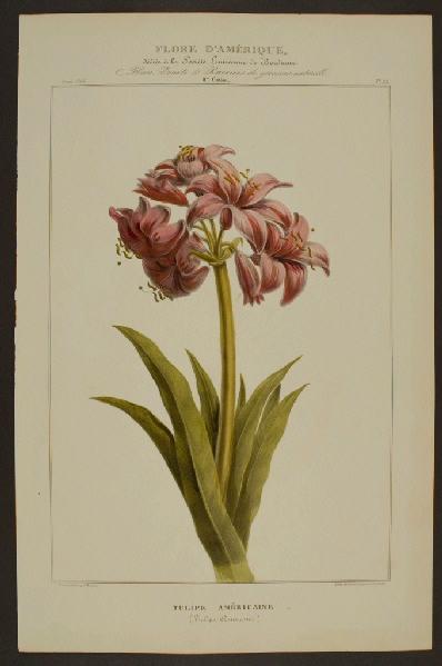 Tulipe Américaine