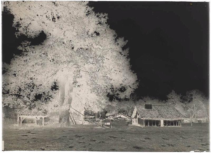 Maison - Bertrand (Ychoux) (Titre attribué)