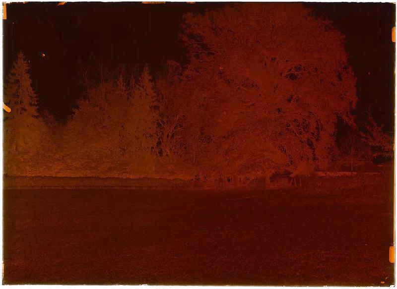 arbres - Belin-Beliet (Gironde) (Titre attribué)