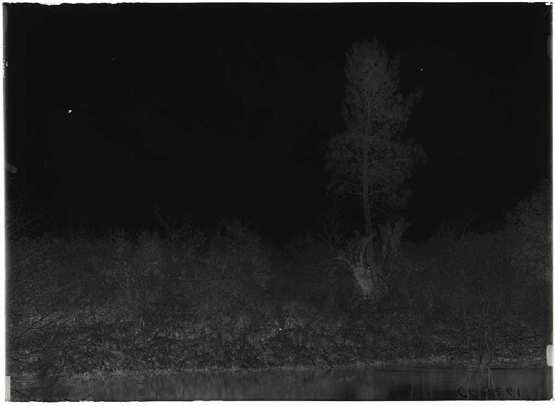 Pin sur un vieux chêne - Sabres (Landes) (Titre attribué)