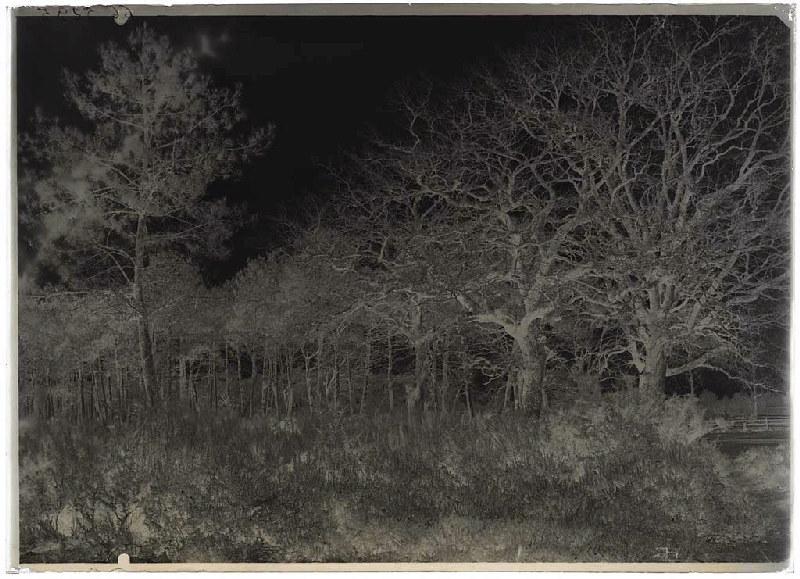 chênes (Titre attribué)