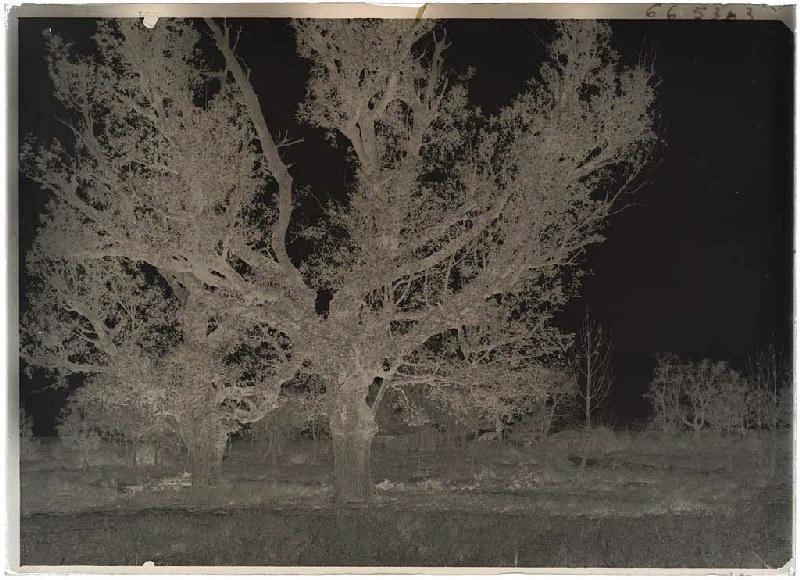 Châtaignier - Lugos (Landes) (Titre attribué)