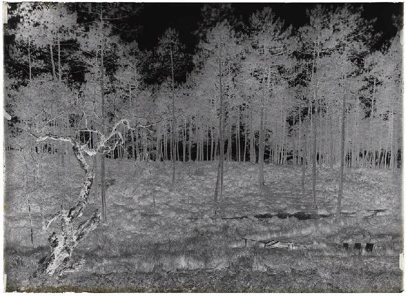 chêne et lavoir de la Courti - Lüe (Landes) (Titre attribué)