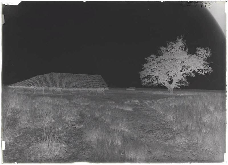 Parc et chêne de Traouquelongue - Sore (Landes) (Titre attribué)