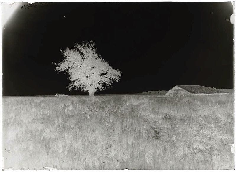 Parc et chêne de Traouquelongue - Sore (Landes) (Titre attribué)