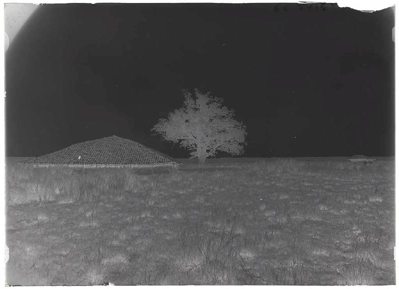 Parc et chêne de Traouquelongue - Sore (Landes) (Titre attribué)