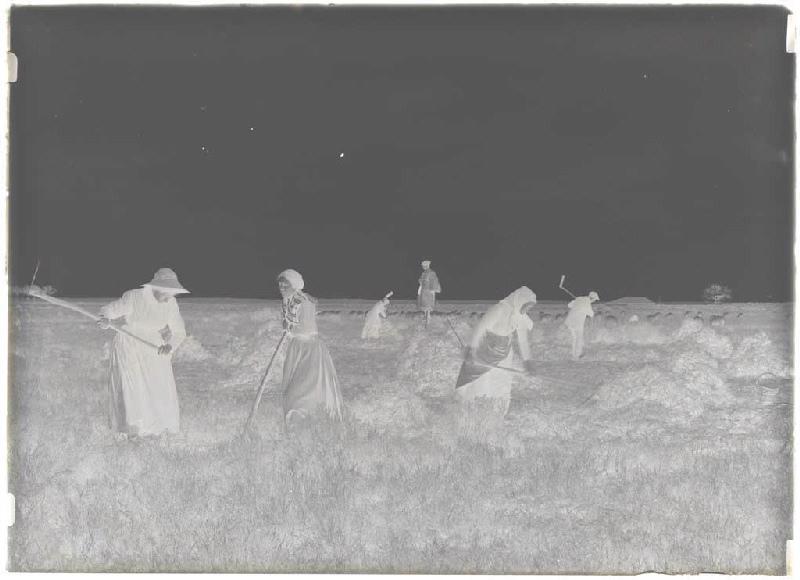 'Taillayres', coupeuses de bruyère - Pradéou (Commensacq) (Titre attribué)