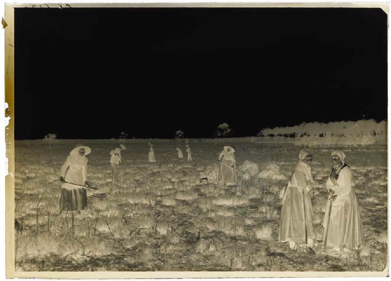 'Taillayres', coupeuses de bruyère - Pradéou (Commensacq) (Titre attribué)