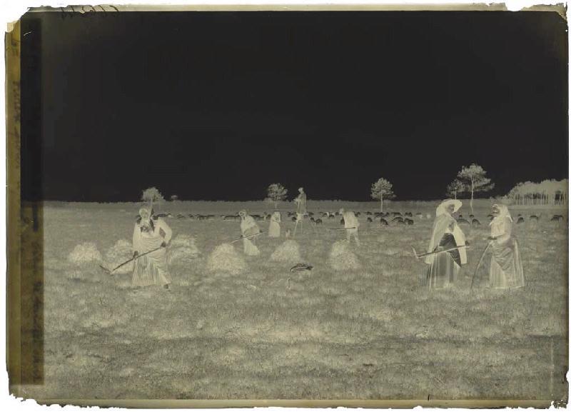 'Taillayres', coupeuses de bruyère - Pradéou (Commensacq) (Titre attribué)