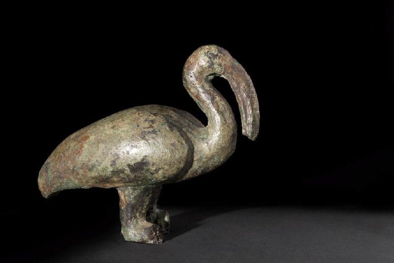 Ibis