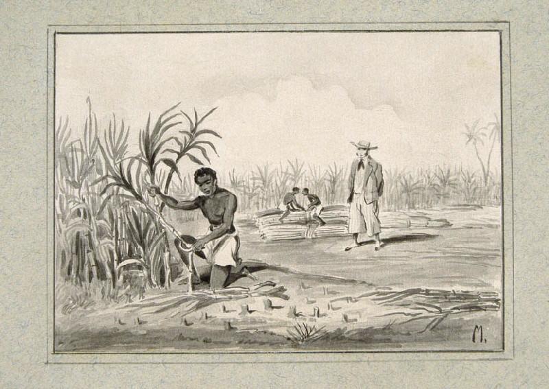 Scène de cueillette de la canne à sucre