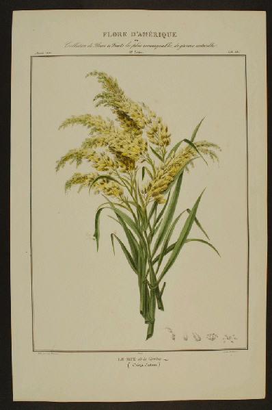 Le Riz de la Caroline