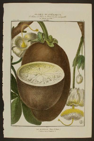 Le Baobab (Pain de Singe)