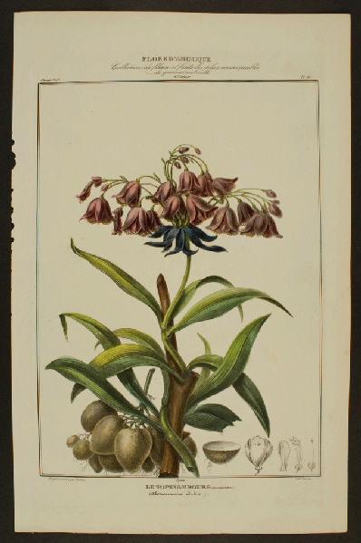 Le Topinambourg (américain)