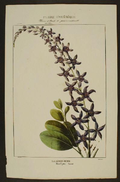 La Liane rude, Fleur St Jean