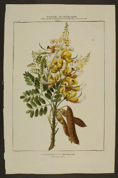 La Baraguette poincillade