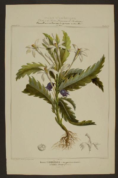 Kebec L'Obélia à longues Fleurs Blanches