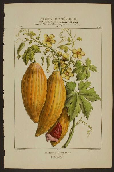 Le Mexicain à Long Fruit