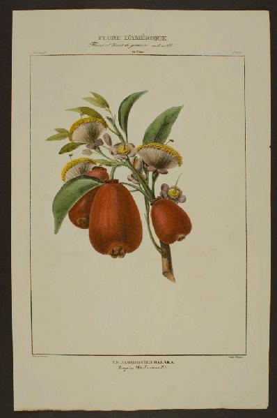 Le Jamboisier Malaka