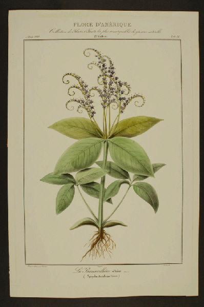 La Brainvillière (Poison)