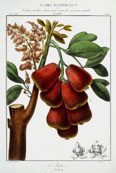 Le Lakée