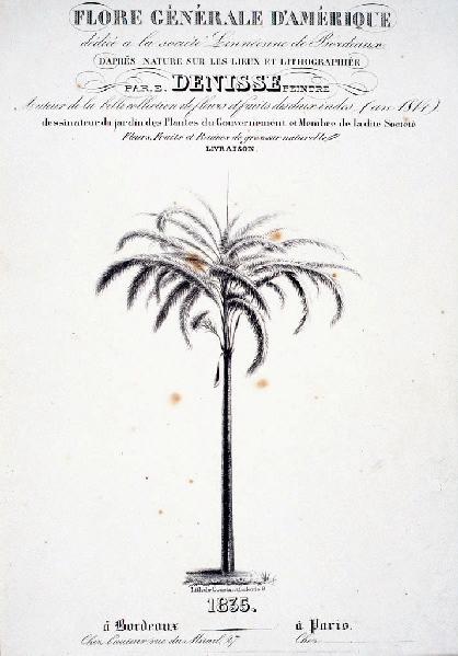 Flore Générale d'Amérique