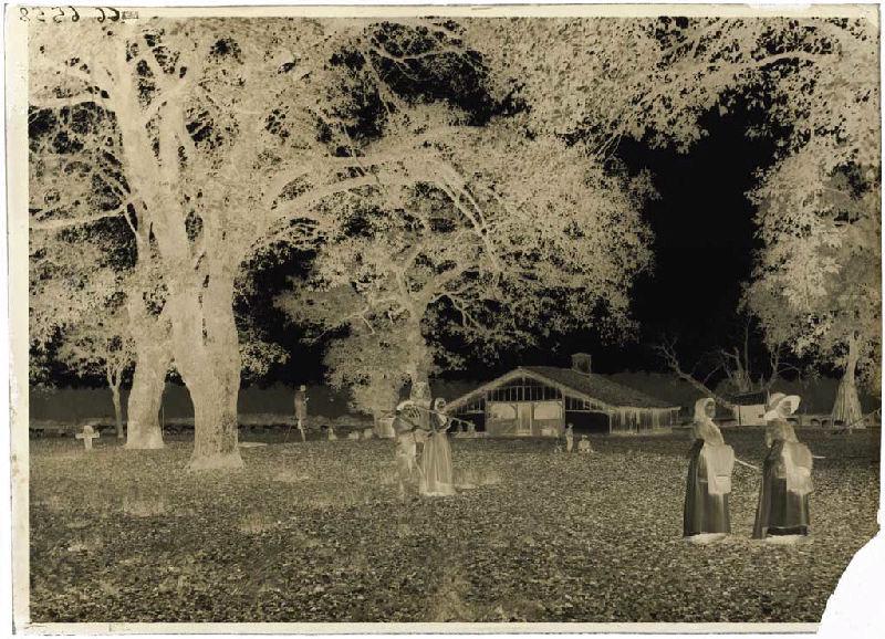 Résiniers et berger