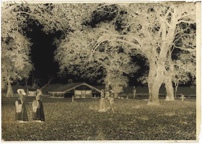 Résiniers et berger