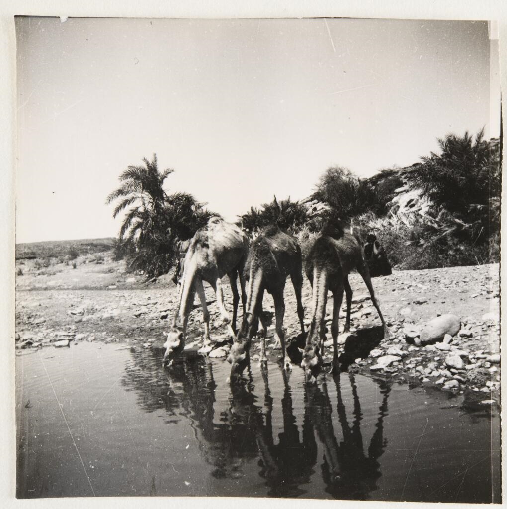 ADRAR (Titre d'origine)