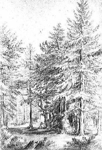 Paysage avec des sapins