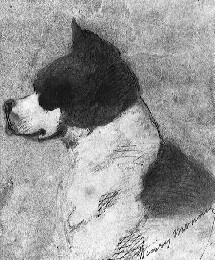 Tête de chien