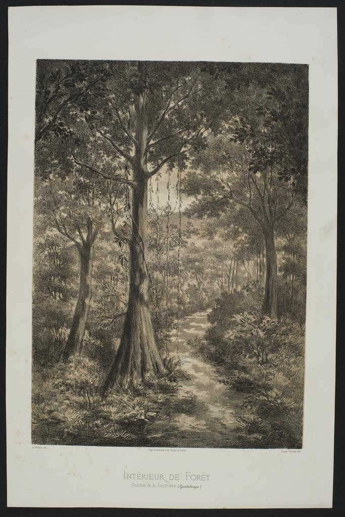 Vue de la Guadeloupe "Intérieur de forêt