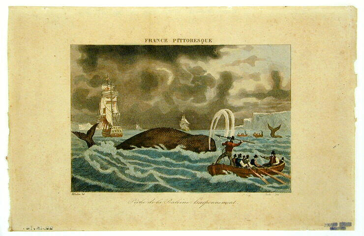 Pêche de la baleine, harponnement