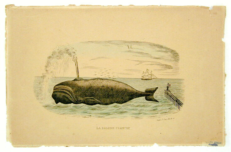 La baleine franche