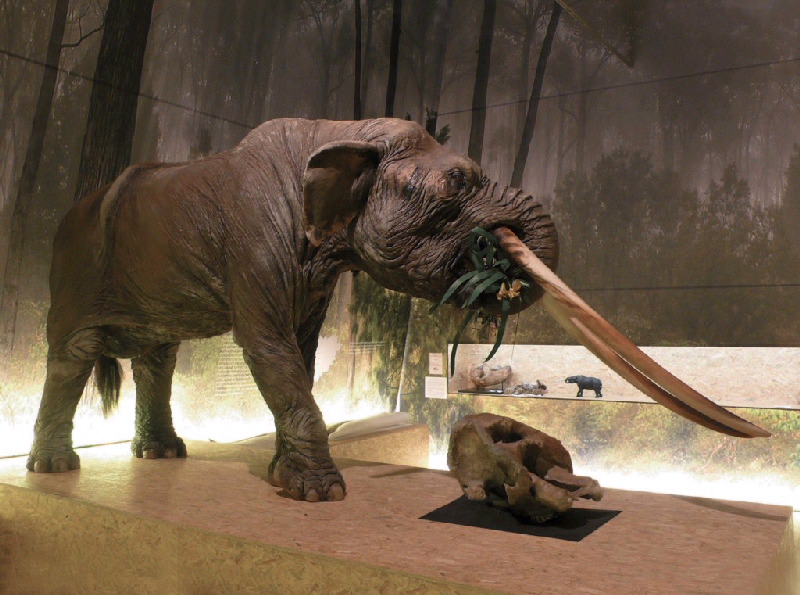 Maquette d'anancus arvernensis ; mastodonte d'Auvergne