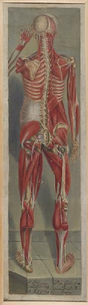 Planche anatomique : écorché de dos