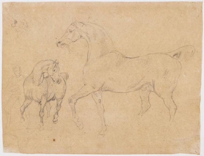 Etude de chevaux