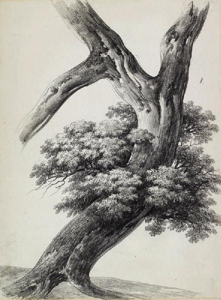 Etude de chêne aux branches tourmentées