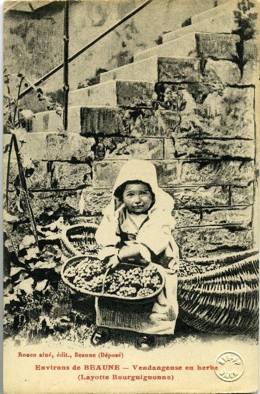 Environs de BEAUNE - Vendangeuse en herbe (Layotte Bourguignonne)