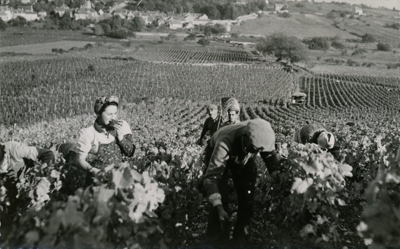 1482 En BOURGOGNE / les vendanges